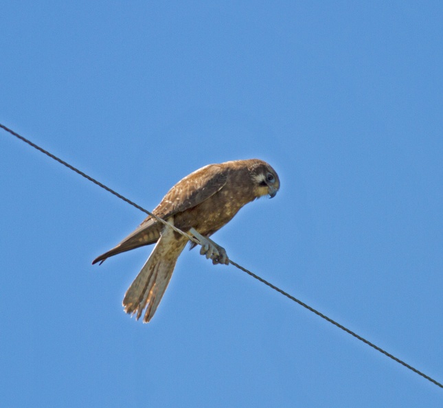 brown-falcon-IMG_1817.jpg