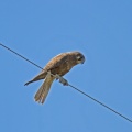brown-falcon-IMG_1817.jpg