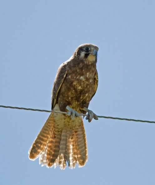 brown-falcon-IMG_1838.jpg