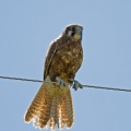 brown-falcon-IMG 1838