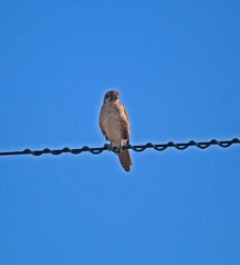 brown-falcon-IMG 4596