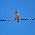 brown-falcon-IMG_4596.jpg