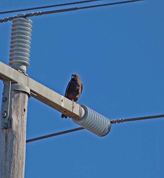 dark-brown-falcon-IMG_4610.jpg