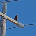 dark-brown-falcon-IMG 4610