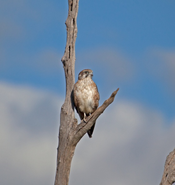 brown-falcon-IMG_4909.jpg