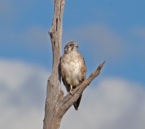 brown-falcon-IMG 4915