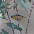 spotted-pardalote-IMG 4899