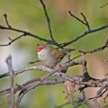 red-browed-finch-IMG 5088