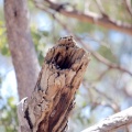 owlet-nightjar