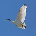 white-ibis-IMG_5887.jpg
