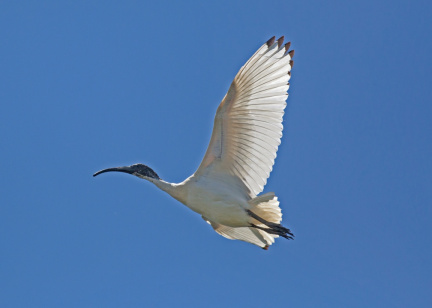 white-ibis-IMG 5887