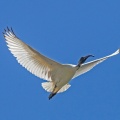 white-ibis-IMG_5893.jpg