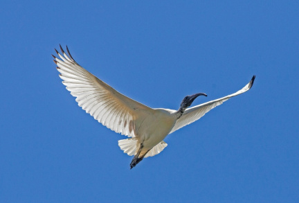 white-ibis-IMG 5893