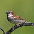 Sparrow-IMG 2437