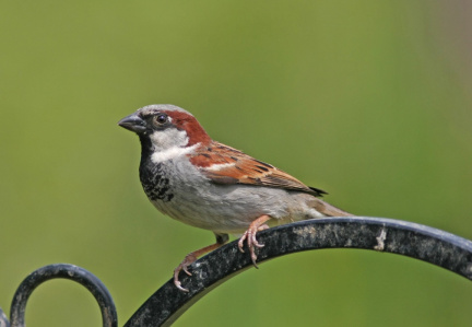 Sparrow-IMG 2437
