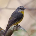 Eastern Yellow Robin IMG 9305