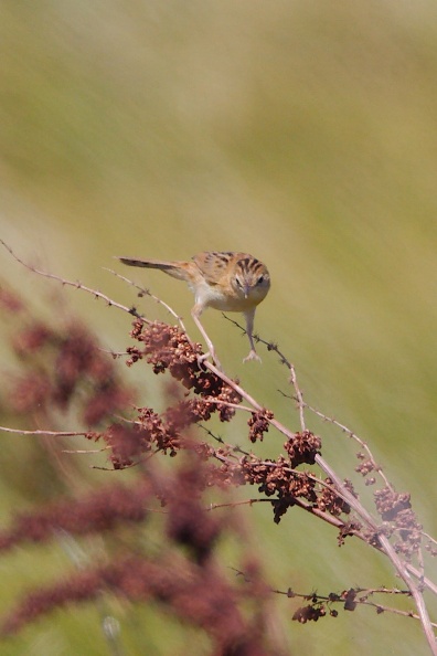 Little Grassbird IMG_9686.jpg