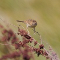 Little Grassbird IMG_9686.jpg
