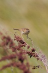 Little Grassbird IMG 9686