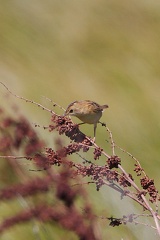 Little Grassbird IMG 9687