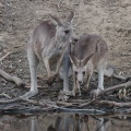 Grey Kangaroo IMG 6929