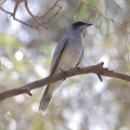Black-faced Cuckoo-shrike juvenile IMG 9957