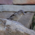 House Sparrow IMG_0289.jpg