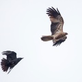 kite-raven-dk