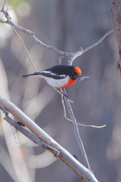 Red-capped Robin IMG 1112