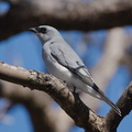 White-bellied Cuckoo Shrike IMG 1542
