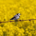 White-fronted Chat M IMG_1647.jpg