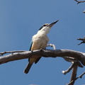 Sacred Kingfisher IMG 1836