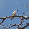 Sacred Kingfisher IMG 1839