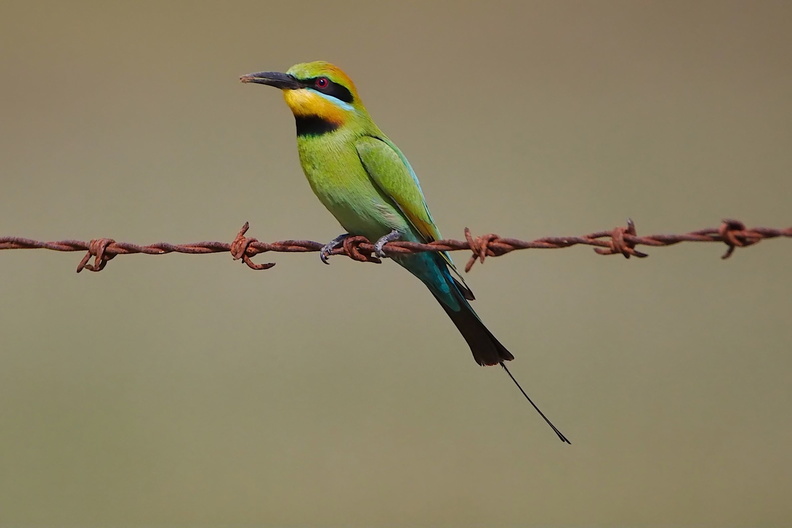 Rainbow Bee-eater IMG_1863.jpg