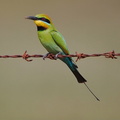 Rainbow Bee-eater IMG_1863.jpg