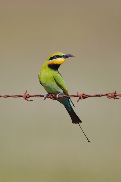 Rainbow Bee-eater IMG_1865_1.jpg