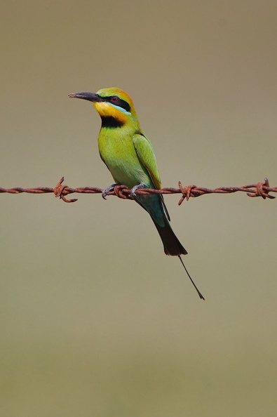 Rainbow Bee-eater IMG_1866.jpg