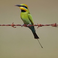 Rainbow Bee-eater IMG 1866