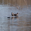 Pink-eared Duck IMG 2034
