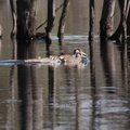 Pink-eared Duck IMG 1716