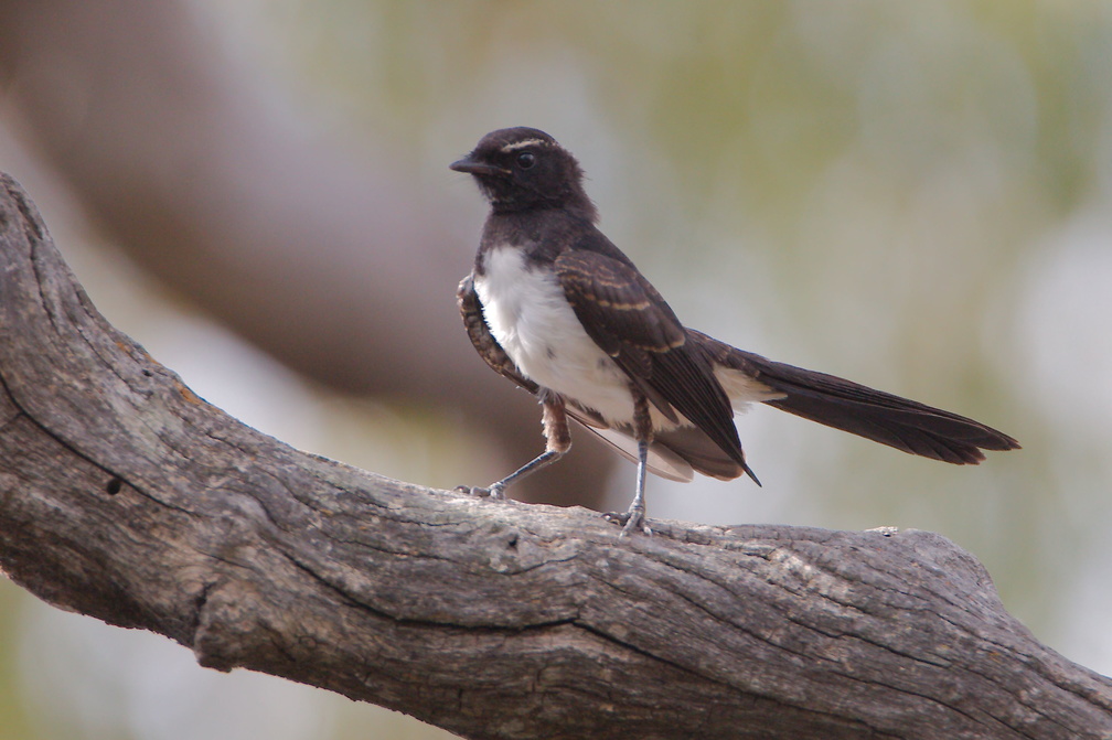Willie Wagtail IMG 2253