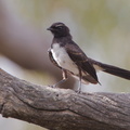 Willie Wagtail IMG 2253