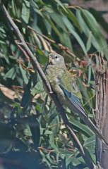 Red-rumped Parrot F IMG 0323