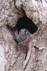 Owlet Nightjar IMG 0608