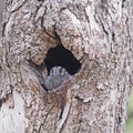 Owlet-nightjar IMG 0608a