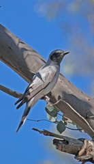 Black-faced Cuckoo Shrike IMG 0932