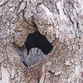 Owlet-nightjar IMG_0616.jpg