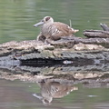Pink-eared Duck IMG 0996