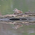 Pink-eared Duck IMG 0998