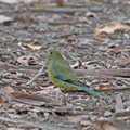 Blue-winged Parrot IMG 1224